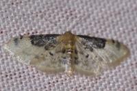Idaea filicata