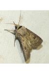 Agrotis exclamationis