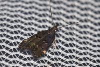 Dichomeris alacella