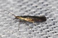 Coleophora