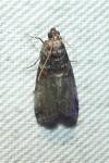 Acrobasis advenella