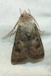Agrotis segetum