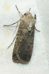 Agrotis segetum