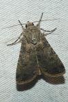 Agrotis segetum