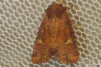 Mesapamea secalella/secalis