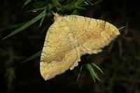 Camptogramma bilineata