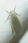 Collita griseola