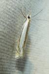 Crambus pascuella