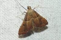Endotricha flammealis