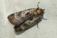 Epilecta linogrisea