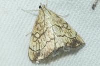 Evergestis pallidata