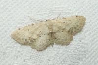 Idaea dimidiata