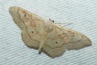 Idaea rubraria