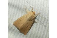 Mythimna vitellina