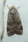 Noctua janthe/janthina