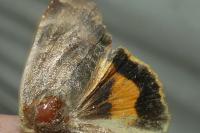 Noctua janthe/janthina