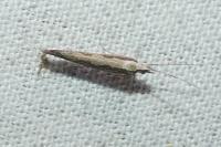 Plutella xylostella