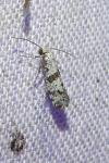 Scythropia crataegella