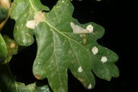 Tischeria ekebladella