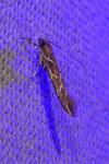 Pyroderces argyrogrammos
