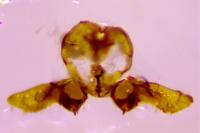 Bactra lancealana