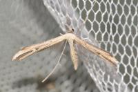 Emmelina argoteles/monodactyla