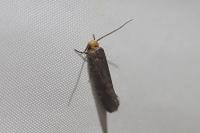 Cephimallota crassiflavella
