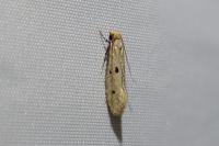 Tinea trinotella