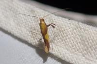 Caloptilia robustella