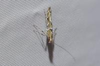 Acrocercops brongniardella