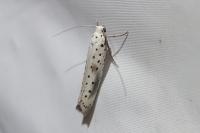 Yponomeuta irrorella