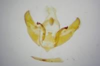 Depressaria daucella