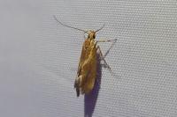 Metalampra italica