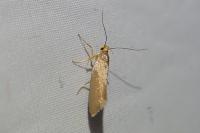 Crassa unitella