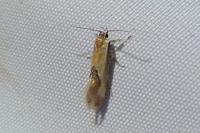 Batia lunaris