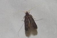 Eurodachtha siculella