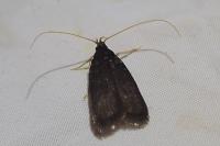 Homaloxestis briantiella