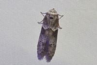 Blastobasis glandulella