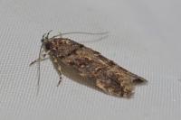 Teleiopsis diffinis