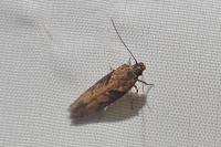 Scrobipalpa costella