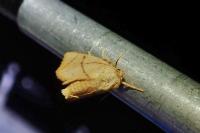 Apoda limacodes