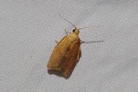 Clepsis consimilana