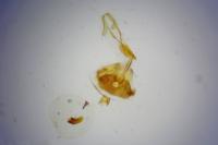 Eucosma hohenwartiana