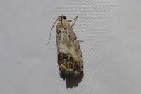Cydia splendana