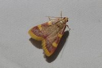 Hypsopygia costalis