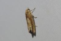 Eucosma hohenwartiana