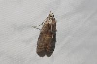 Phycita roborella
