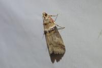 Acrobasis tumidana