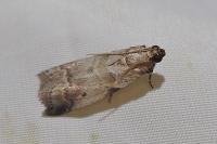 Acrobasis fallouella