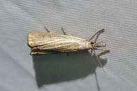 Chrysoteuchia culmella